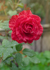 Pink roses with  white stripes