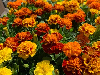 Many marigold varieties are arranged in orange, yellow, green petioles.