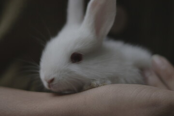 white rabbit in the hand