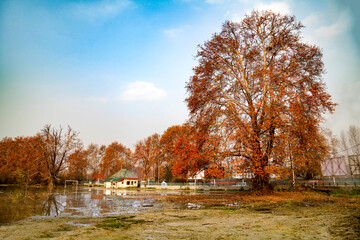 A lakeside view of a maple tree in Srinagar