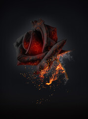 The red rose burns with love - obrazy, fototapety, plakaty