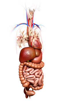 3d rendered medically accurate illustration of  Digestive System