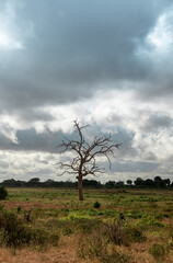 Dry tree in the Masai Mara National Reserve