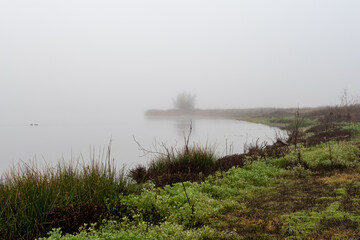 A lone tree on a foggy morning in the Lagoon Valley Park, Vacaville, California, USA