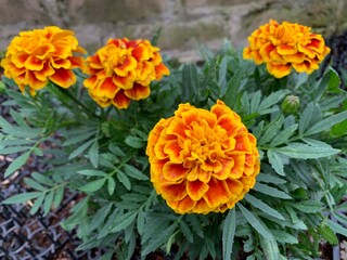 Tagetes patula, the French marigold, is a species of flowering plant in the daisy family, with thousands of different cultivars in brilliant shades of yellow and orange.