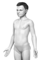 Fototapeta premium 3d rendered illustration of the young boy body