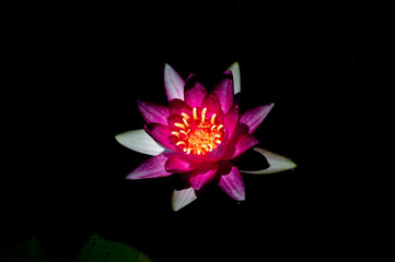 A pink water Lily on a black background