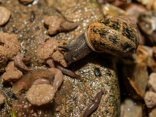 Snail