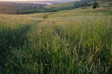 Golden hour over meadow