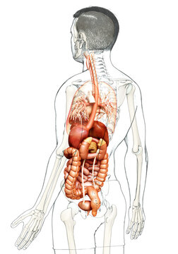 3d rendered medically accurate illustration of male Digestive System  and heart