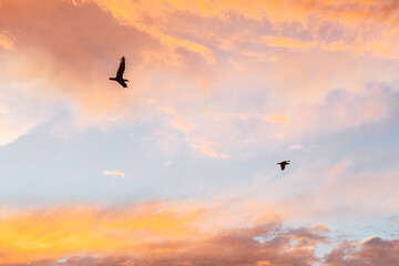 Fototapeta na wymiar Seagulls flying in the sky with intense orange clouds at sunset