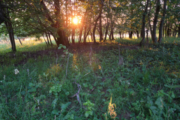 Sunset through trees