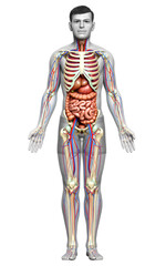 3d rendered medically accurate illustration of male Internal organs, skeleton and circulatory system