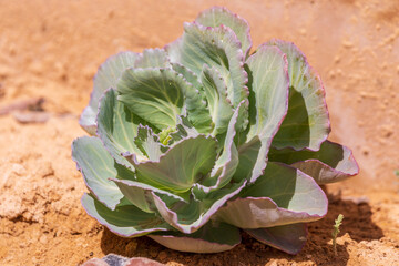 Bush of young cabbage in greenhouse