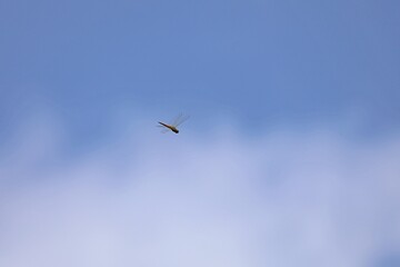 青空の中を飛んでいるとんぼ © 梅川 寿男