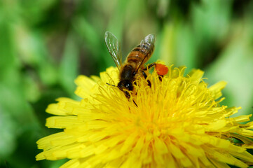 bee on a flower