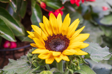 Close-up view of one unripe decorative sunflower