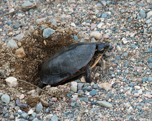 Turtle Painted Photo.  Red painted turtle laying turtle eggs. Painted turtle close-up profile view. Turtle shell. 