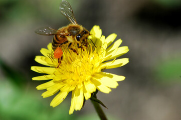 bee on yellow flower