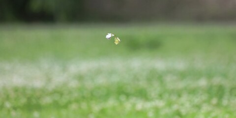 芝生の上を飛んでいるモンシロチョウ