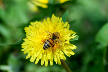 bee on a dandelion