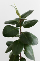 Ficus plant on a white background.