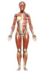 Fototapeta premium 3d rendered medically accurate illustration of a female muscle system