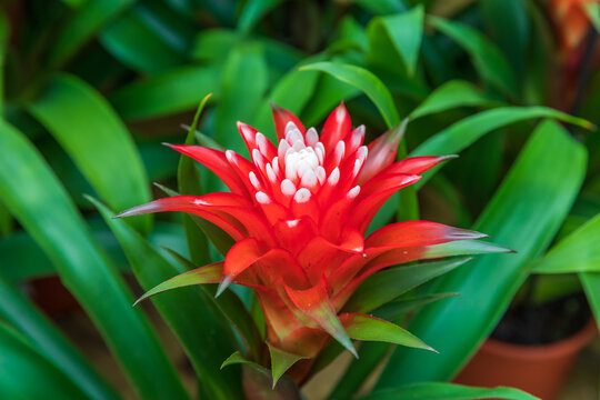 Top view on the red guzmania