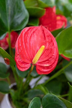 The single bright red anthurium flowers