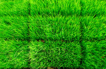 Green young rice paddy field.