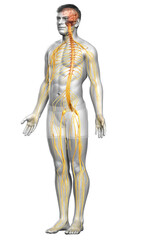 3d rendered medically accurate illustration of a male nervous system