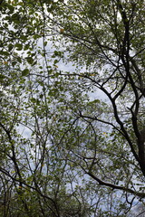 Fine green leaves of a tree in front of blue sky