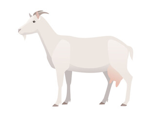 Vector illustration of female goat. Farm animal, domestic small cattle, isolated on white.