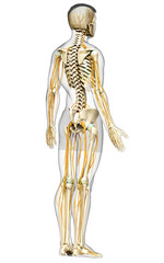 3d rendered medically accurate illustration of the nervous system and skeleton system