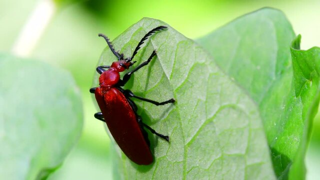 Close Up movie Red-headed Cardinal Beetle on a leaf. His Latin name is Pyrochroa serraticornis.