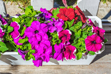 Fototapeta na wymiar Bright colors of petunias.