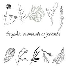 Set of graphic images of plant elements, on a white background. Vector with isolated botanical fragments, silhouettes, contours, flowers, leaves stems, buds and handwritten text