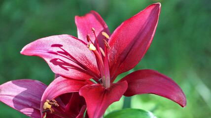 Purple Tiny Rocket Lily Closeup