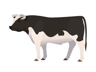 Vector illustration of a bull, black and white color. Farm animal, domestic cattle,isolated on white.