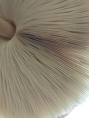 View of gills of a white mushroom from bottom