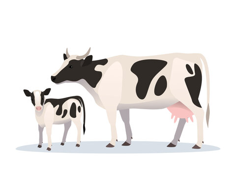 Vector illustration of cow and calf. Farm animals, domestic cattle adult and young.
