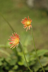Red babandesiya flower