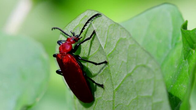 Close Up movie Red-headed Cardinal Beetle on a leaf. His Latin name is Pyrochroa serraticornis.