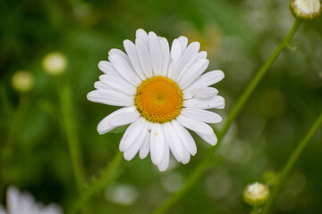 Obraz premium white daisy flower