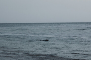 Peeking Seal