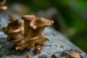 mushrooms
