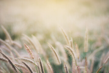 Soft and warm early morning  light on grass flower in fresh air of summer time. A cool earth toned image for a warm welcome of spring and summer. Calm and peaceful environmental earth concept.