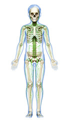 3d rendered medically accurate illustration of a young boy lymphatic system