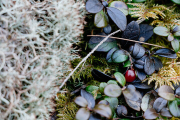 lingonberry with leaves and moss