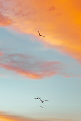 A vertical shot of bird silhouettes flying under a cloudy sky during a beautiful sunset - great for wallpapers